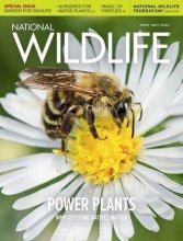 کتاب مجله انگلیسی نشنال وایلد لایف National Wildlife - April/May 2022